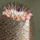 Mammillaria Perez de la Rose