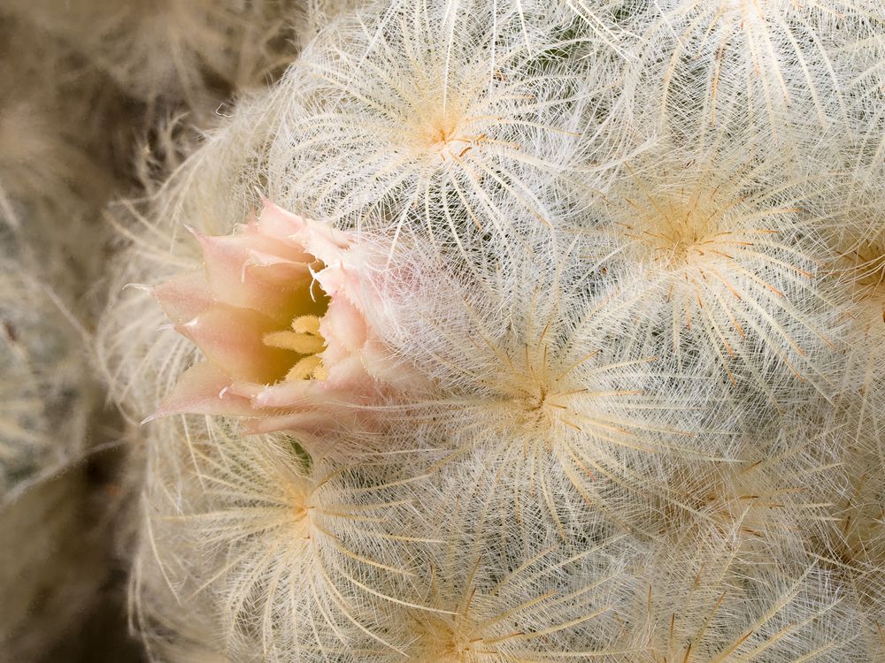 Mammillaria plumosa