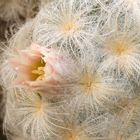 Mammillaria plumosa