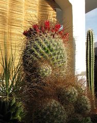 Mammillaria rekoi