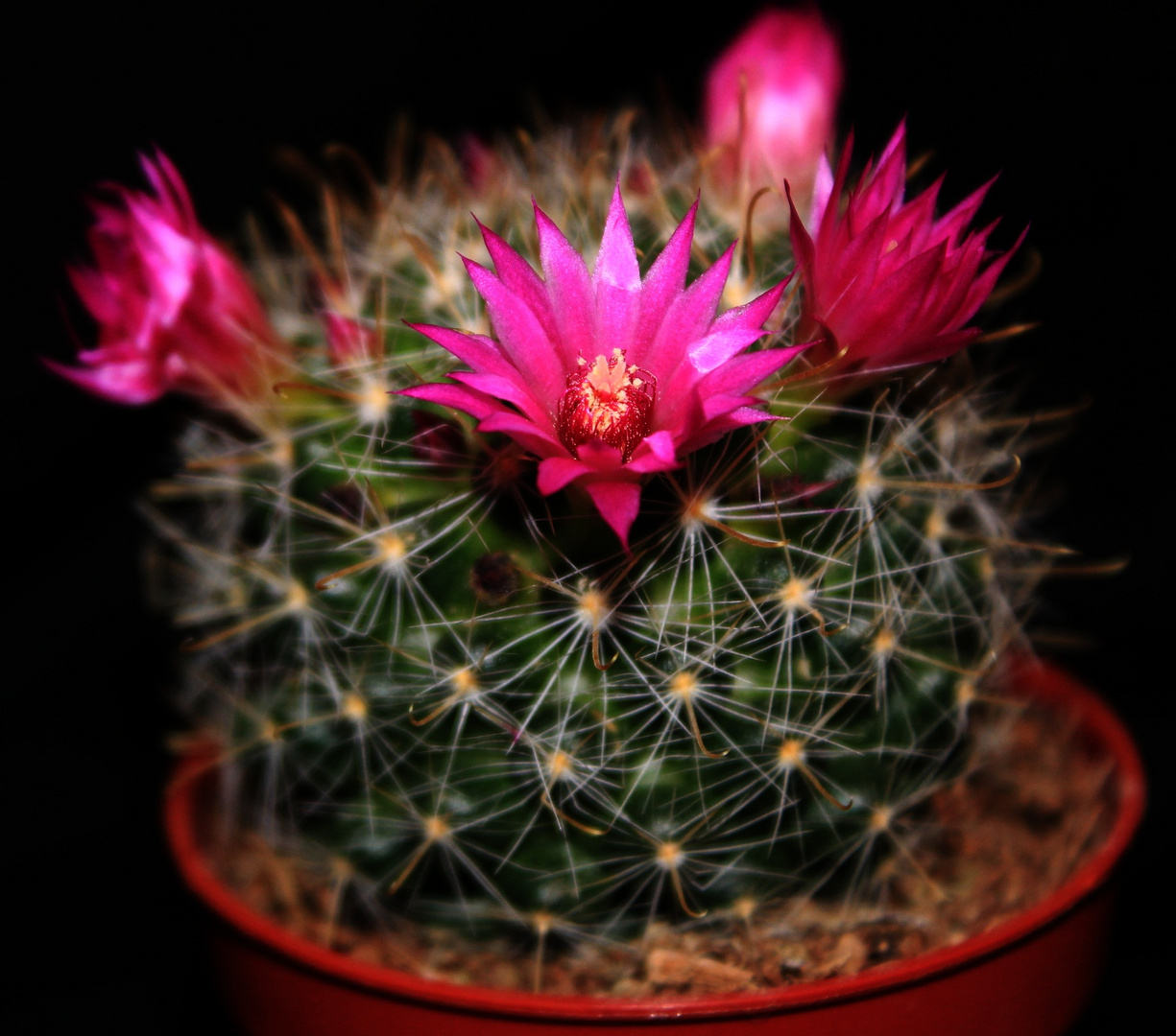 -Mammillaria-_Reloaded_