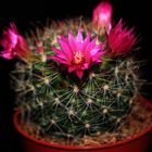 -Mammillaria-_Reloaded_