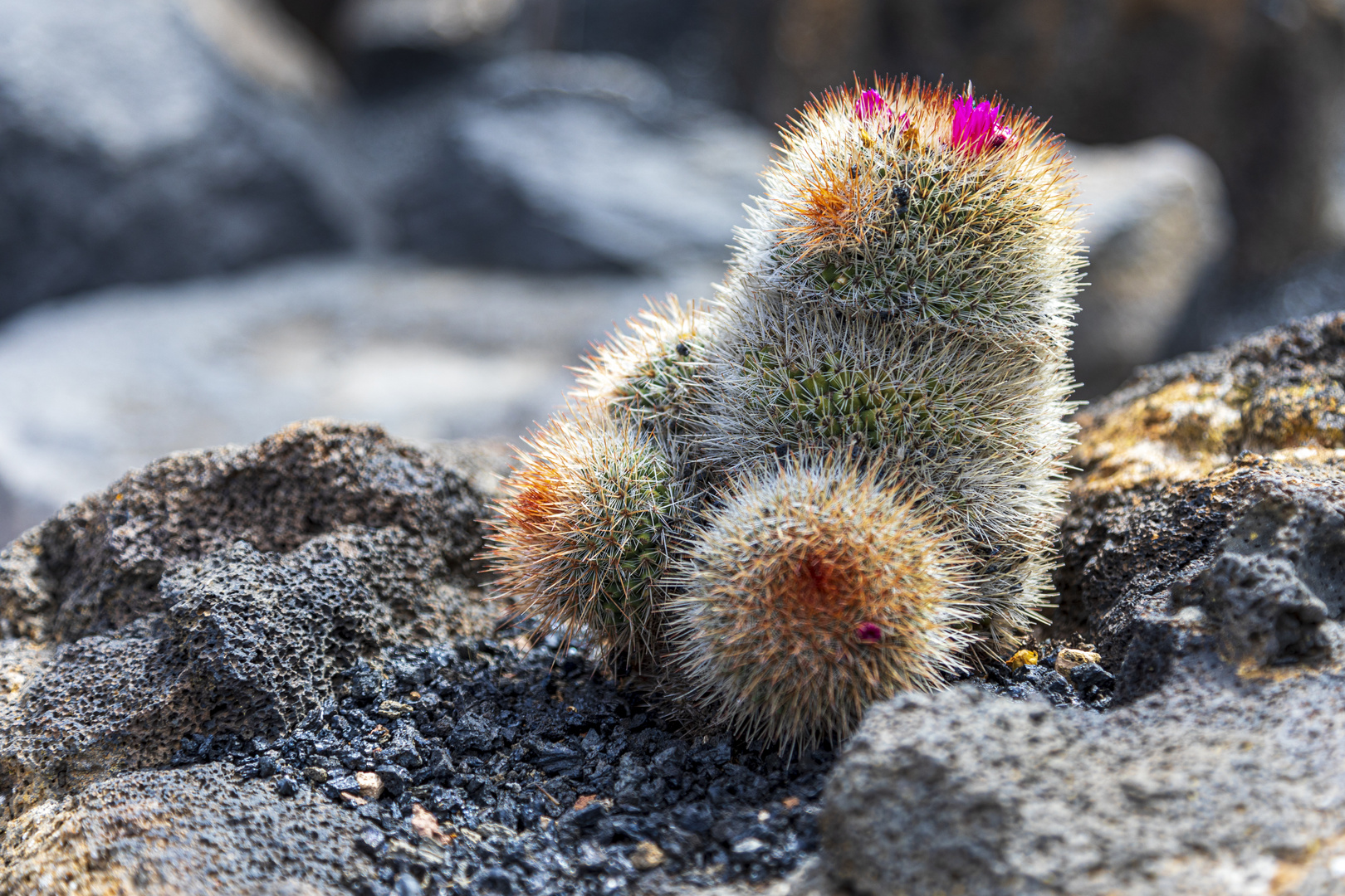 Mammillaria rhodantha