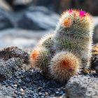 Mammillaria rhodantha