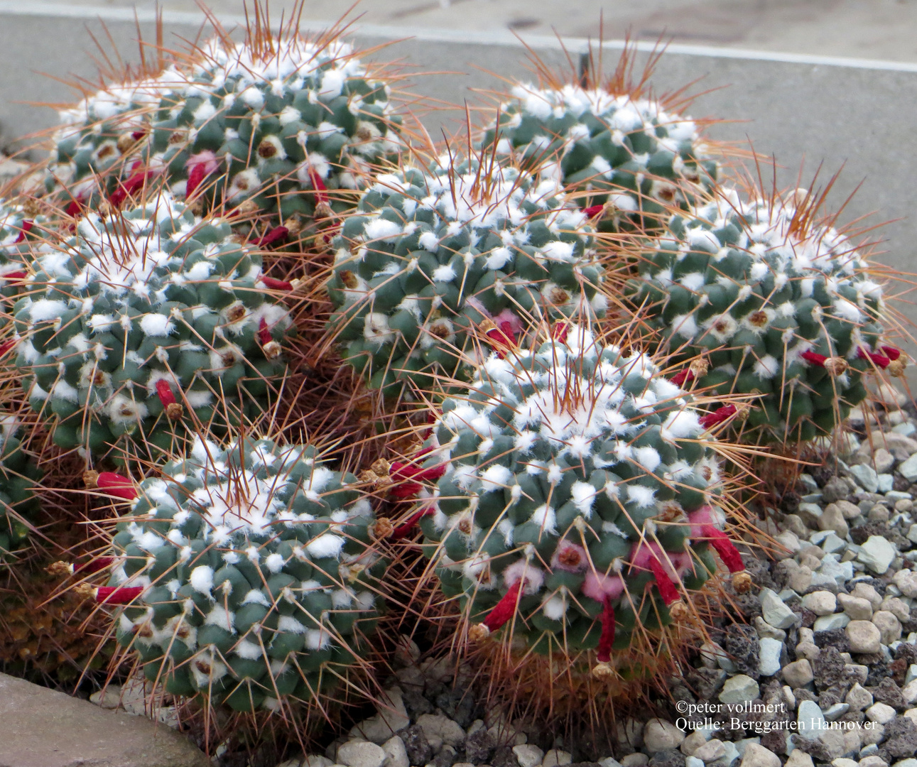 Mammillaria rhodantha