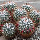 Mammillaria rhodantha