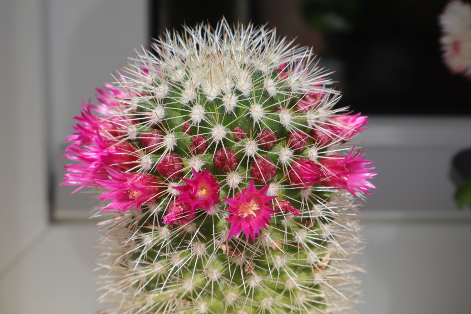 Mammillaria Spinosissima 