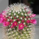 Mammillaria Spinosissima 