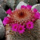 Mammillaria spinosissima...