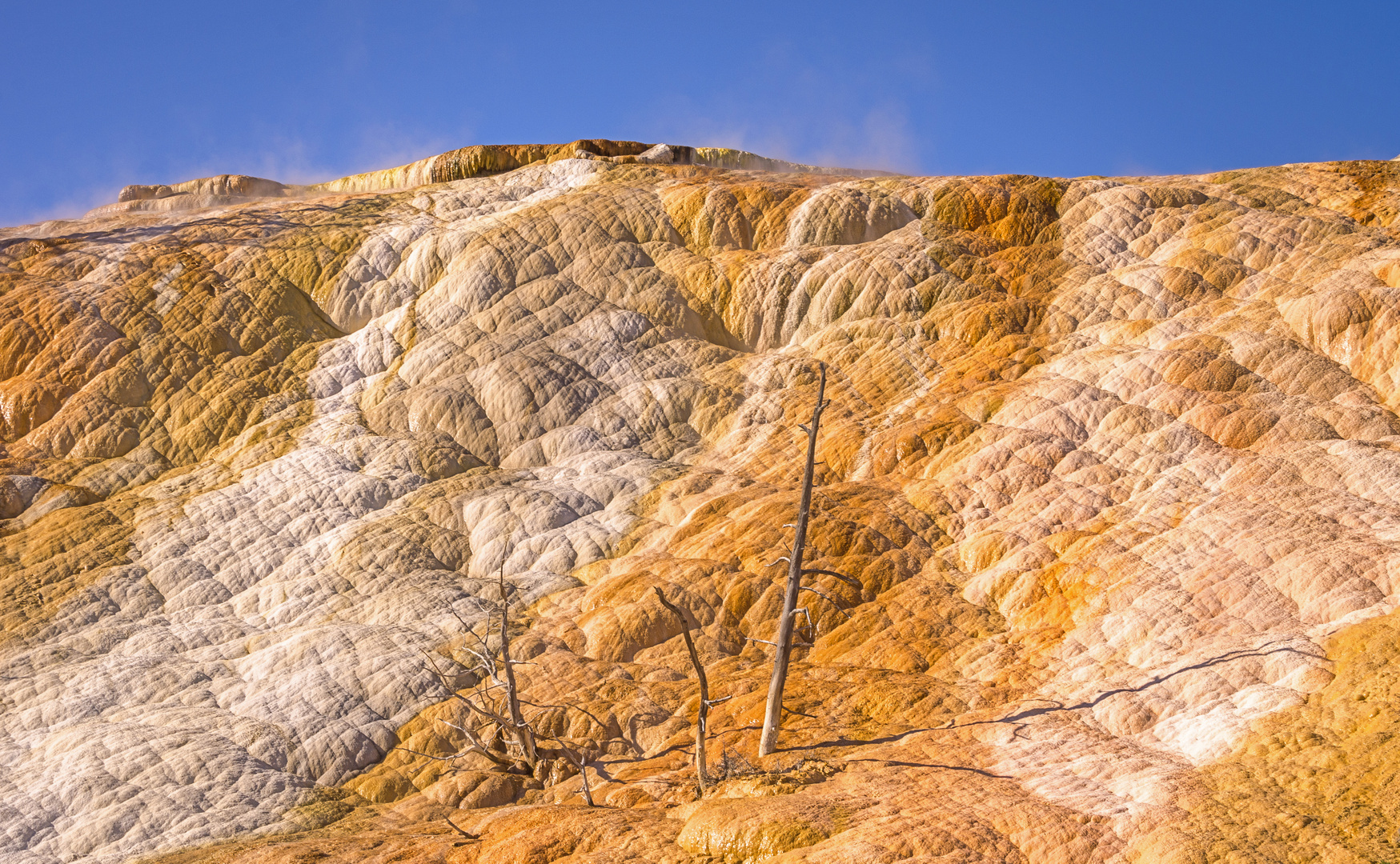 Mammoth Hot Spring Terraces (1)