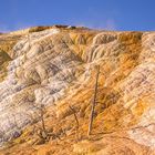 Mammoth Hot Spring Terraces (1)