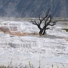 Mammoth Hot Spring Terraces