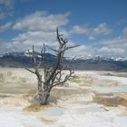 Mammoth Hot Springs