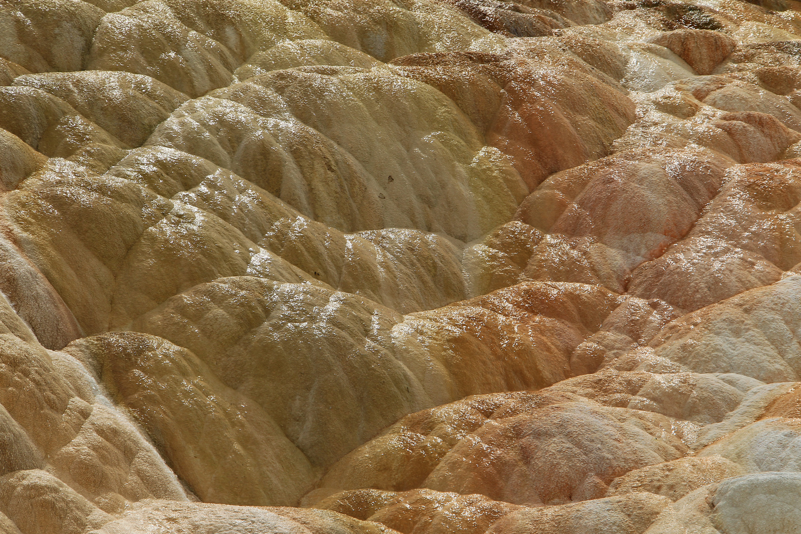 Mammoth Hot Springs 12