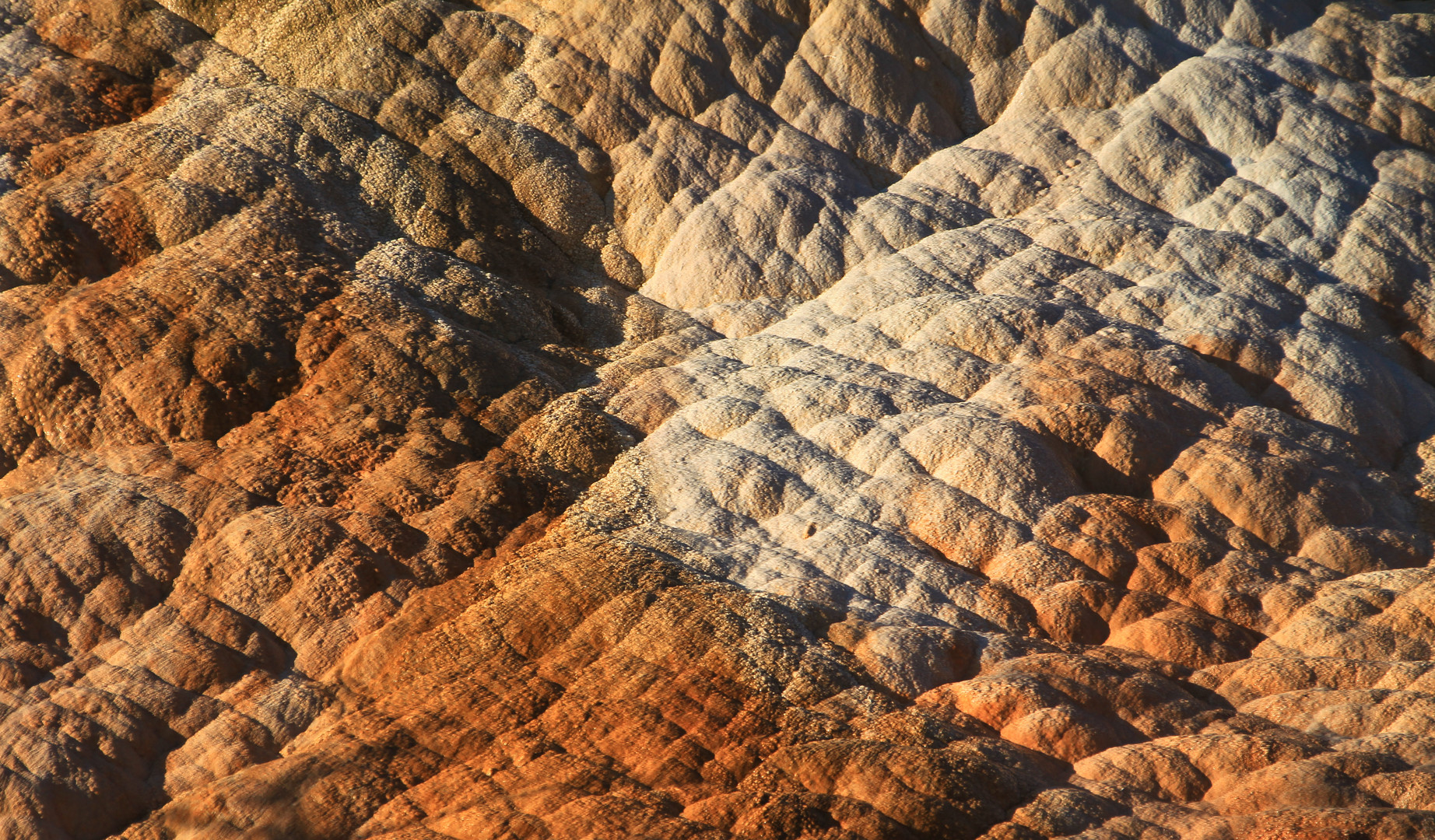 Mammoth Hot Springs 13