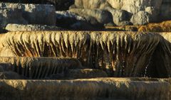 Mammoth Hot Springs 14