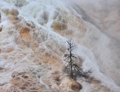 Mammoth Hot Springs