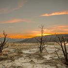 "mammoth hot springs"