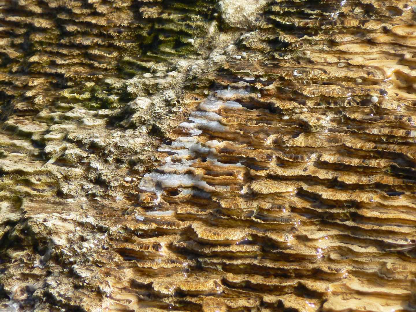 Mammoth Hot Springs