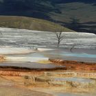 Mammoth Hot Springs 5