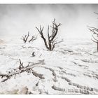 Mammoth Hot Springs