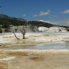 Mammoth Hot Springs