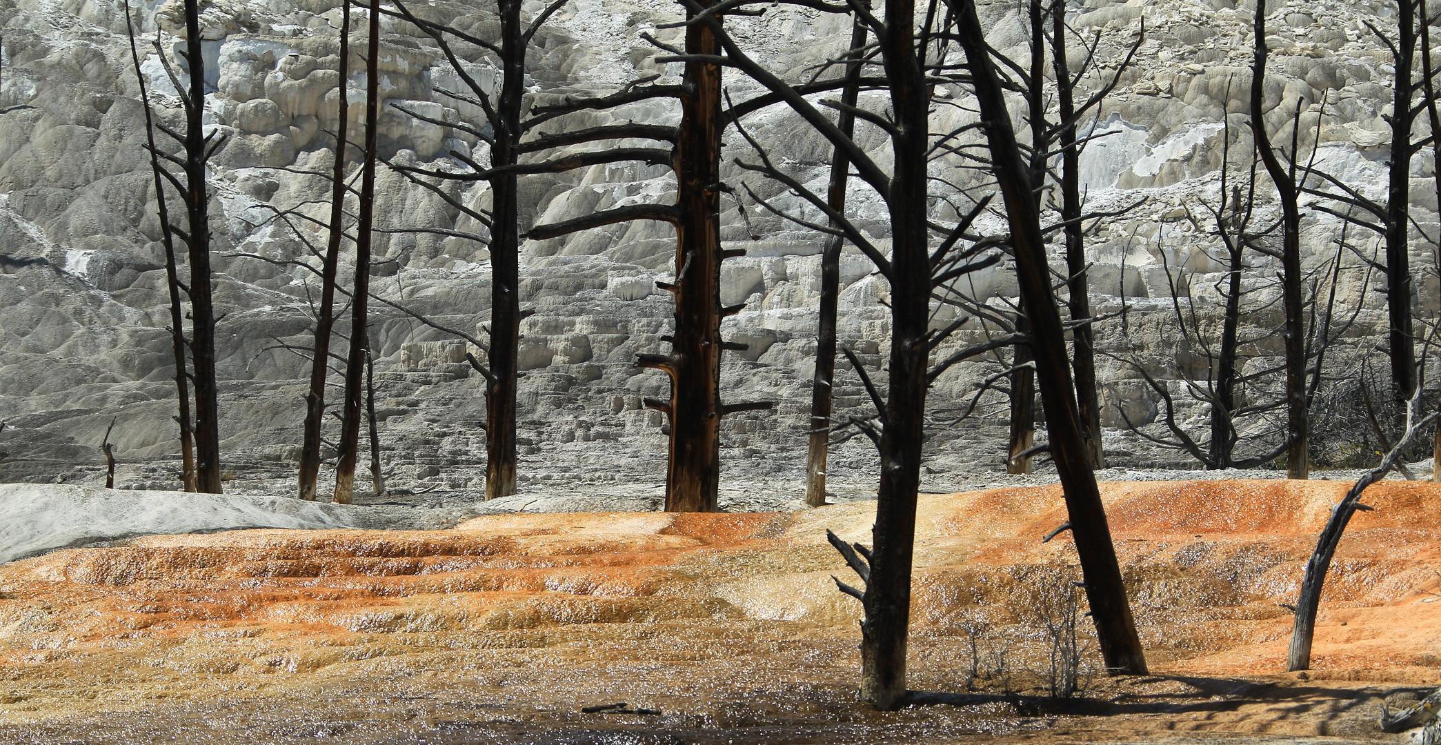 Mammoth Hot Springs 7