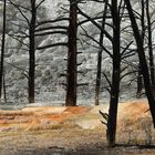 Mammoth Hot Springs 7