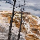 Mammoth hot springs