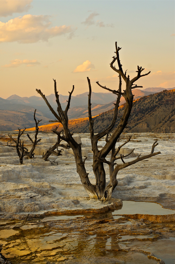 Mammoth Hot springs