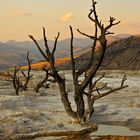 Mammoth Hot springs