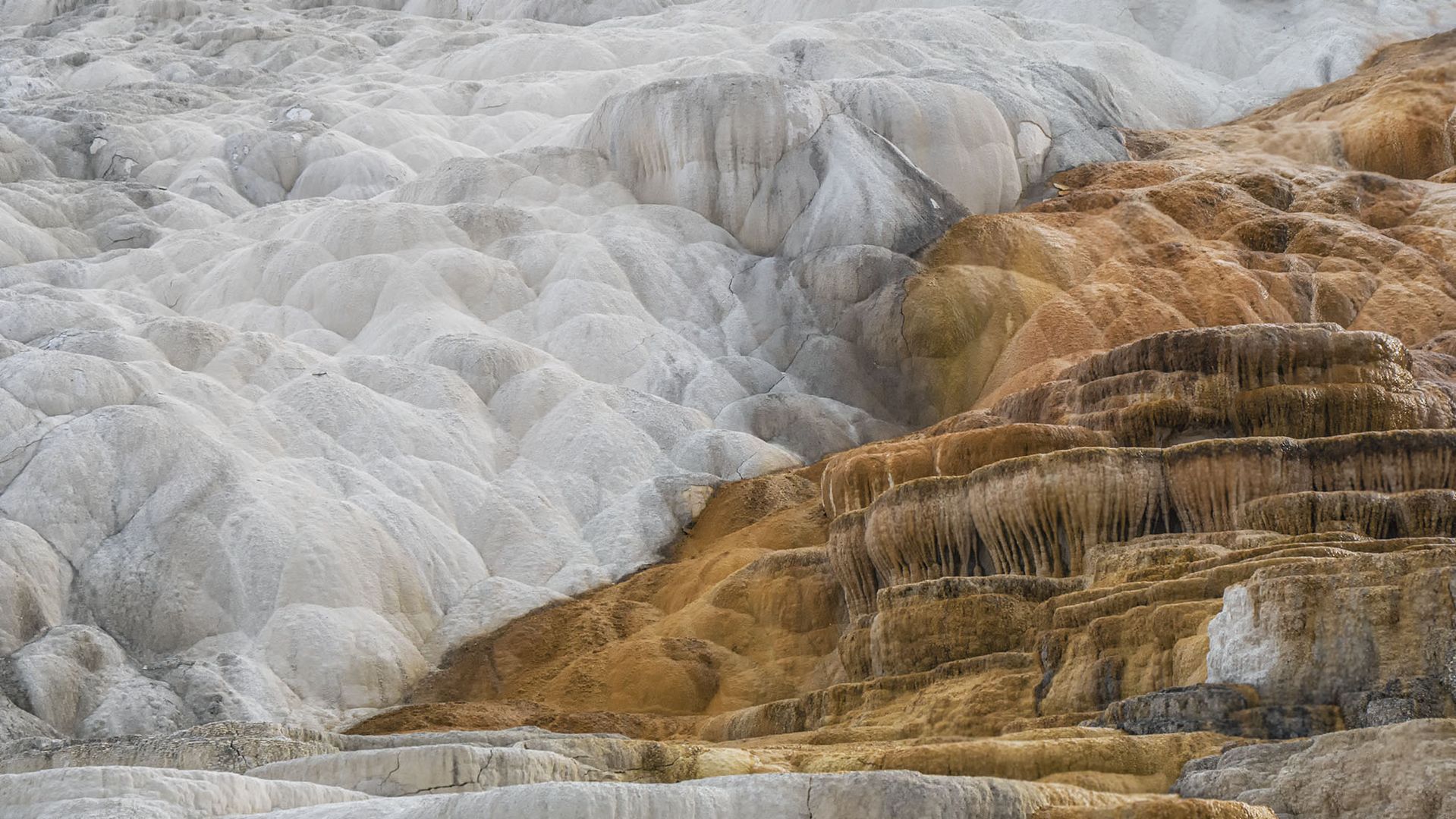 Mammoth hot springs