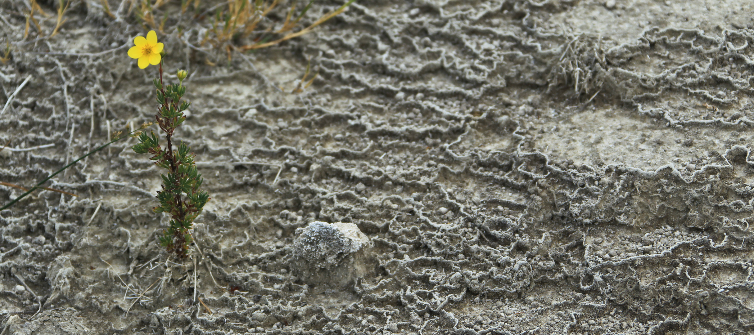 Mammoth Hot Springs 9