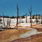 Mammoth Hot Springs