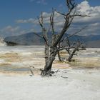 Mammoth Hot Springs