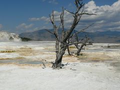 Mammoth Hot Springs