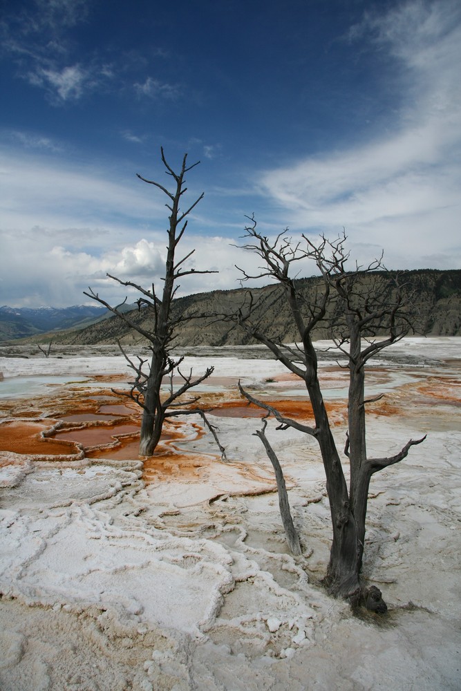 Mammoth Hot Springs