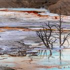 Mammoth Hot Springs