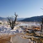 Mammoth Hot Springs