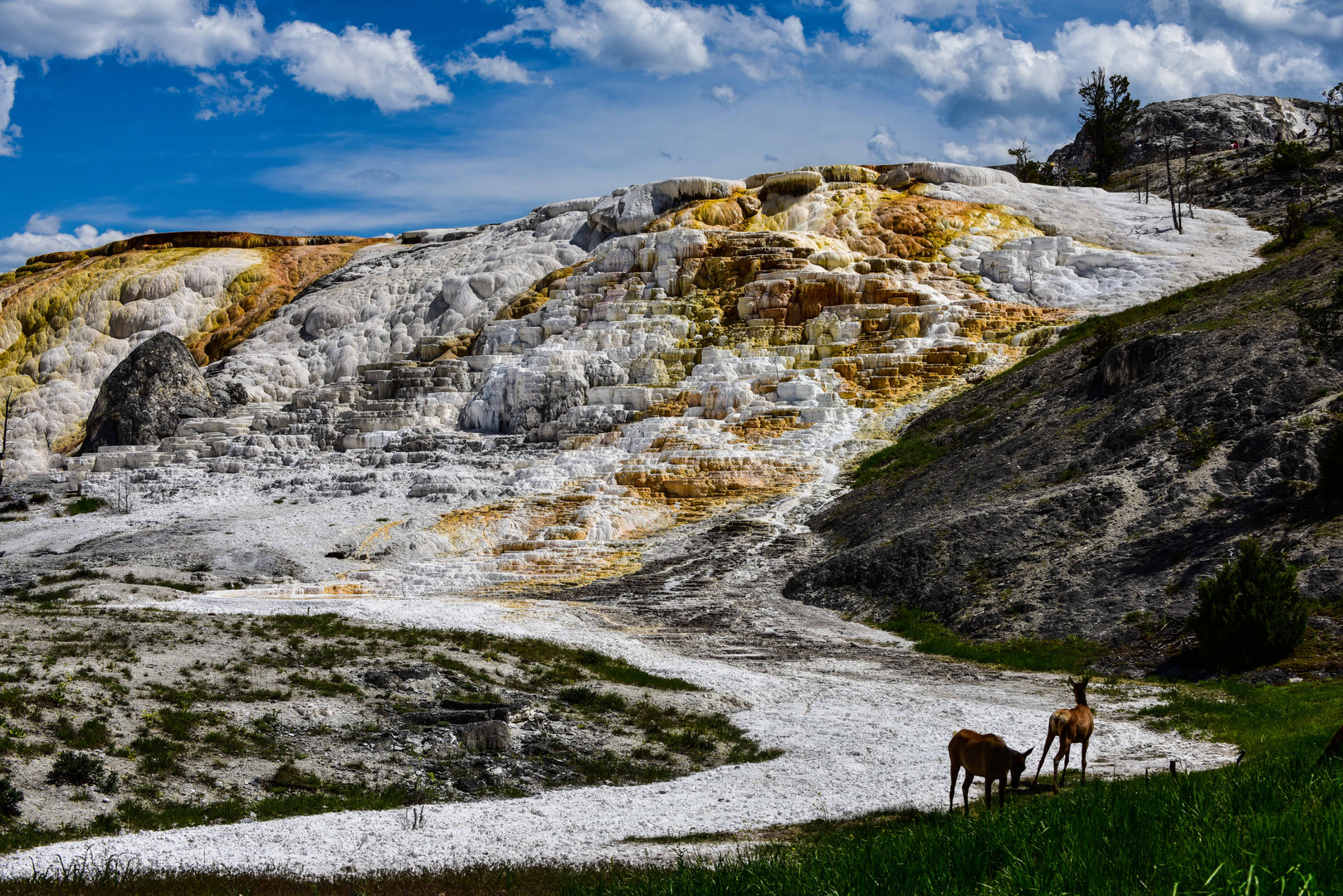 Mammoth Hot Springs                   DSC_4720-2