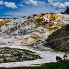 Mammoth Hot Springs                   DSC_4720-2