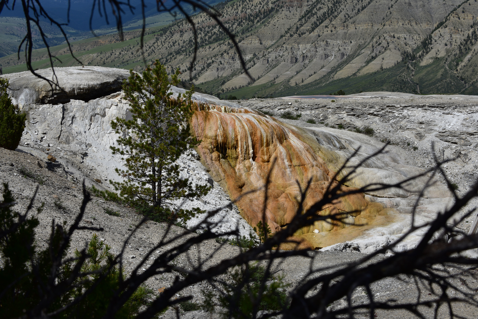 Mammoth Hot Springs                 DSC_4779