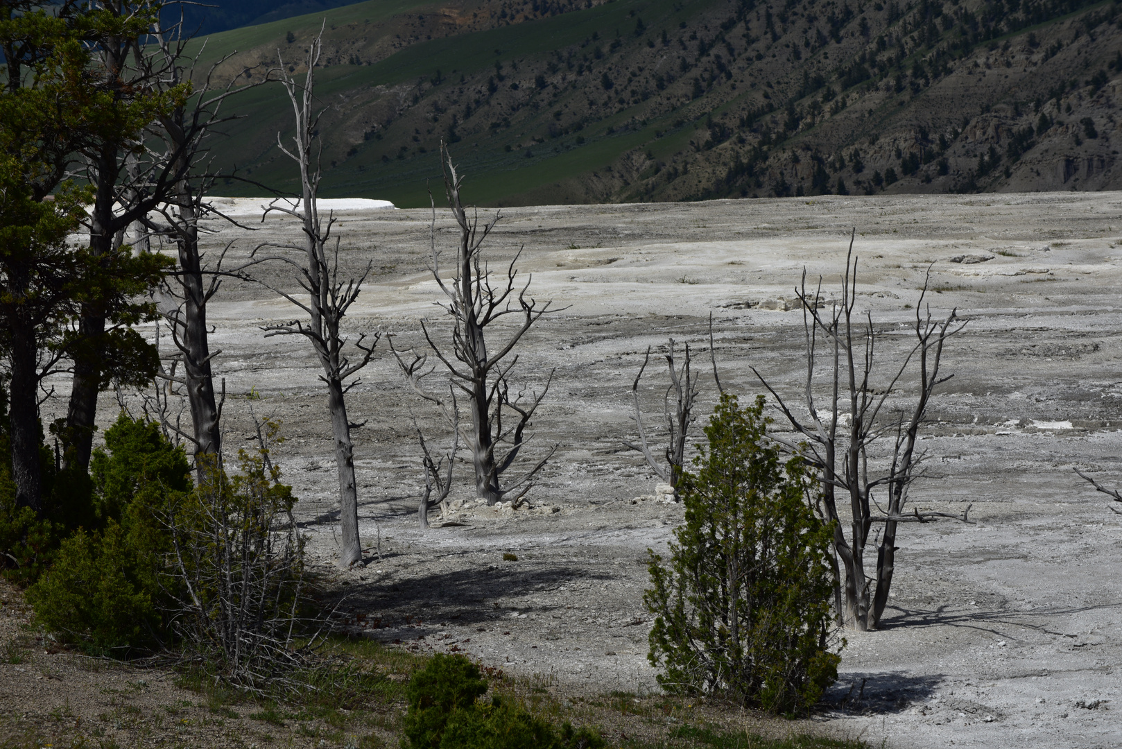 Mammoth Hot Springs                                   DSC_4784