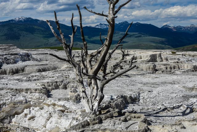 Mammoth Hot Springs                     DSC_4790-2