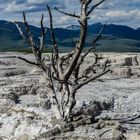 Mammoth Hot Springs                     DSC_4790-2