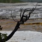 Mammoth Hot Springs                   DSC_4794