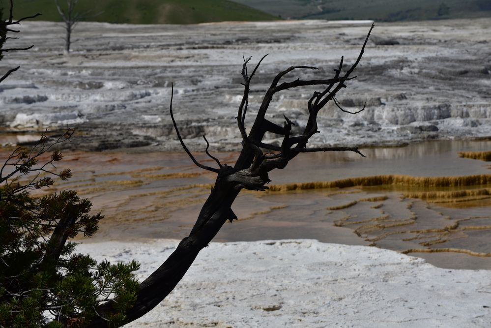 Mammoth Hot Springs                   DSC_4794