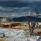 Mammoth Hot Springs