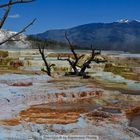 Mammoth Hot Springs, Yellowstone National Park, Wyoming, USA