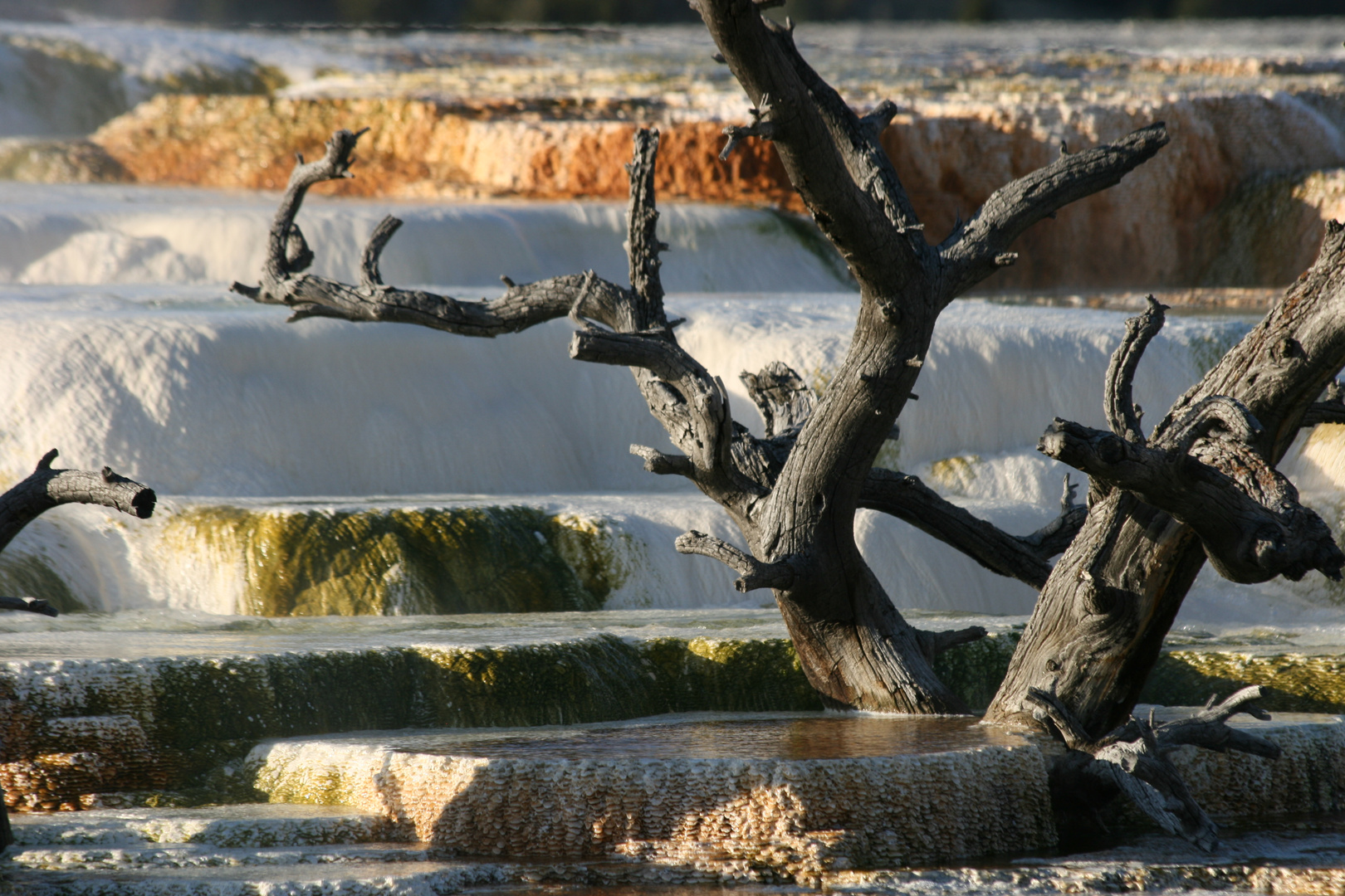 Mammoth Hot Springs, Yellowstone Nationalpark